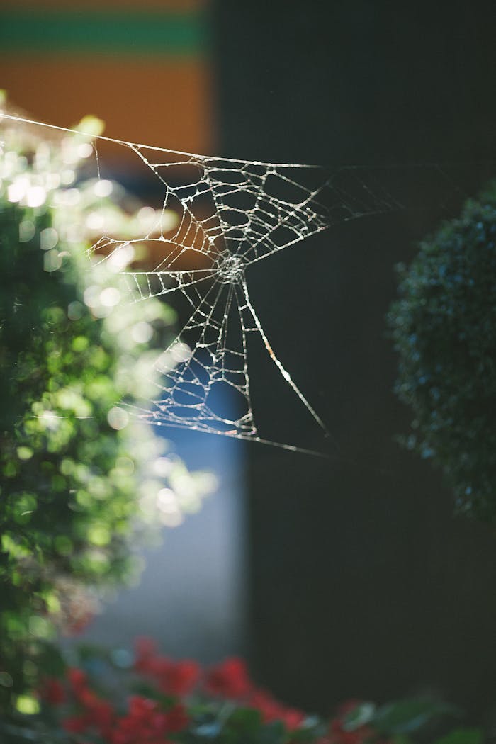 Close-up of a delicate spider web glistening in the sunlight among garden bushes.